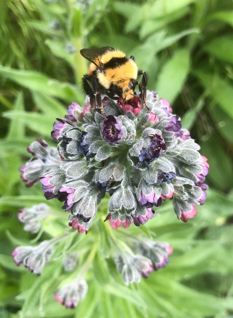 hounds T weed - Copy - Copy - Copy